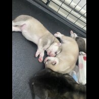 Siberian Husky - Both