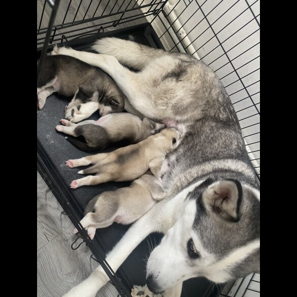 Siberian Husky - Both