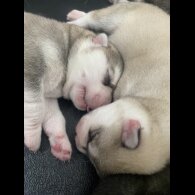 Siberian Husky - Both