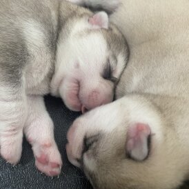 Siberian Husky - Both