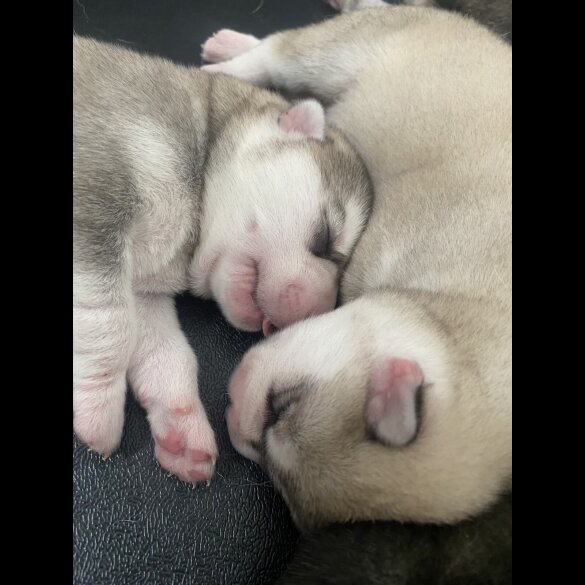 Siberian Husky - Both