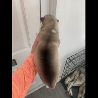 Siberian Husky - Both