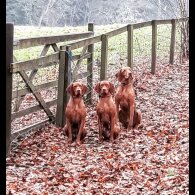 Hungarian Vizsla - Both