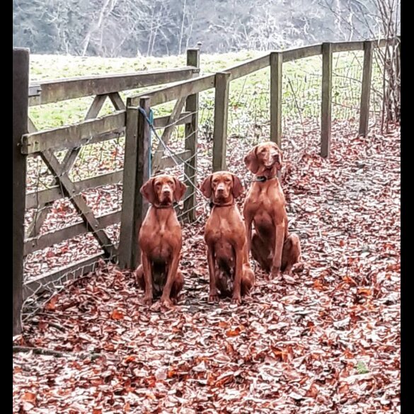 Hungarian Vizsla - Both