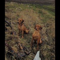 Hungarian Vizsla - Both
