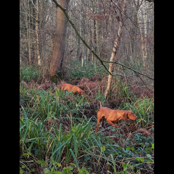 Hungarian Vizsla - Both