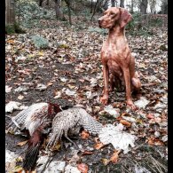 Hungarian Vizsla - Both