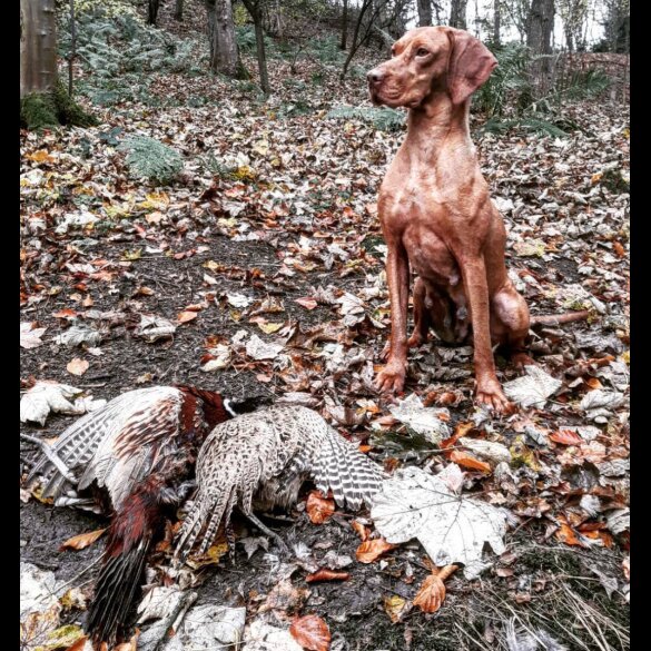 Hungarian Vizsla - Both