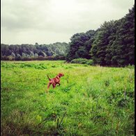 Hungarian Vizsla - Both