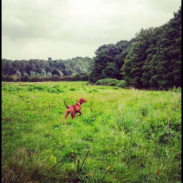 Hungarian Vizsla - Both