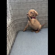 Hungarian Vizsla - Both