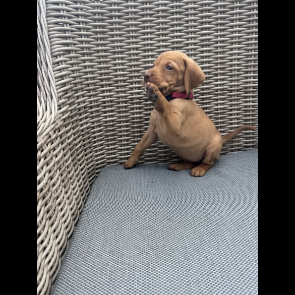 Hungarian Vizsla - Both