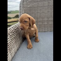 Hungarian Vizsla - Both