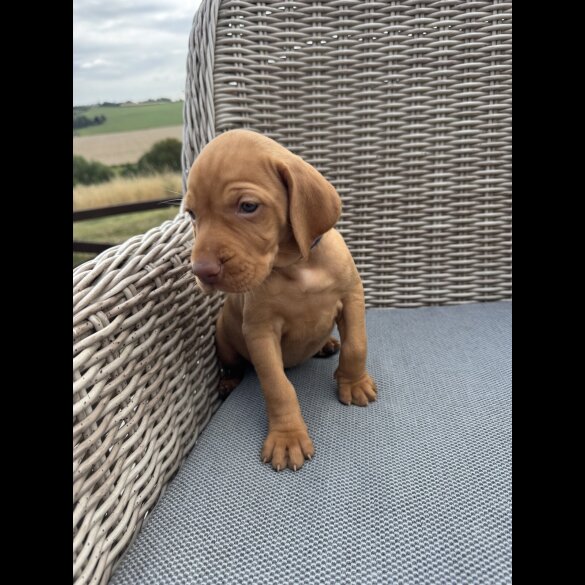 Hungarian Vizsla - Both