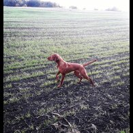 Hungarian Vizsla - Both