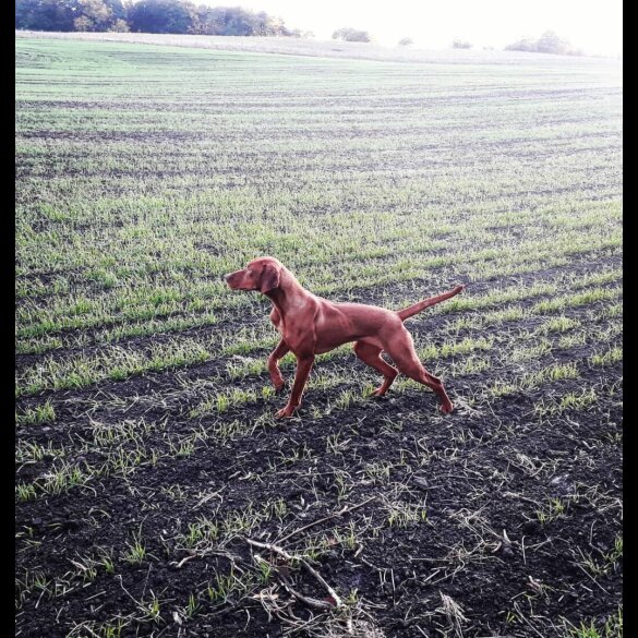 Hungarian Vizsla - Both