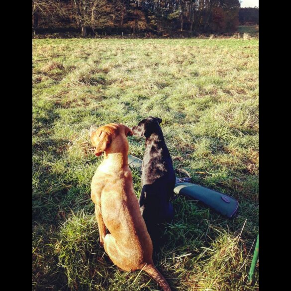 Hungarian Vizsla - Both