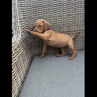 Hungarian Vizsla - Both