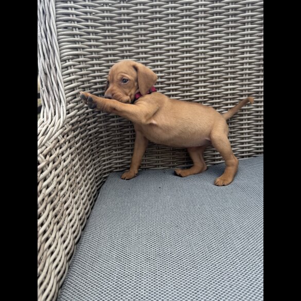 Hungarian Vizsla - Both