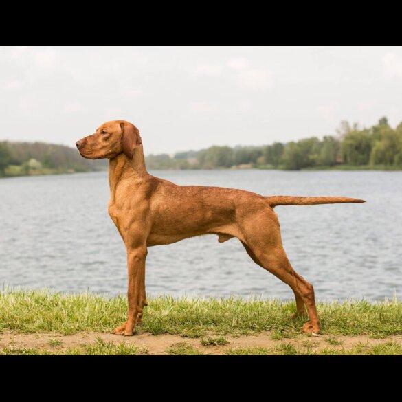 Hungarian Vizsla - Both