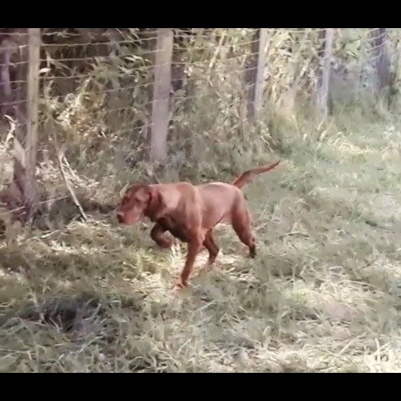 Hungarian Vizsla - Both