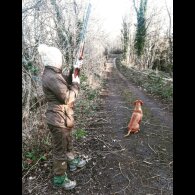 Hungarian Vizsla - Both