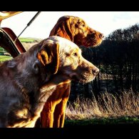 Hungarian Vizsla - Both