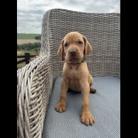 Hungarian Vizsla - Both