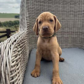 Hungarian Vizsla - Both