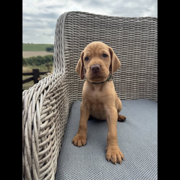 Hungarian Vizsla - Both