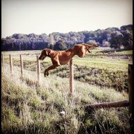 Hungarian Vizsla - Both