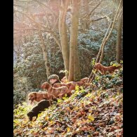 Hungarian Vizsla - Both