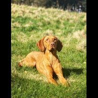 Hungarian Vizsla - Both
