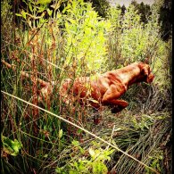 Hungarian Vizsla - Both