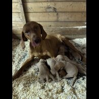 Hungarian Vizsla - Both