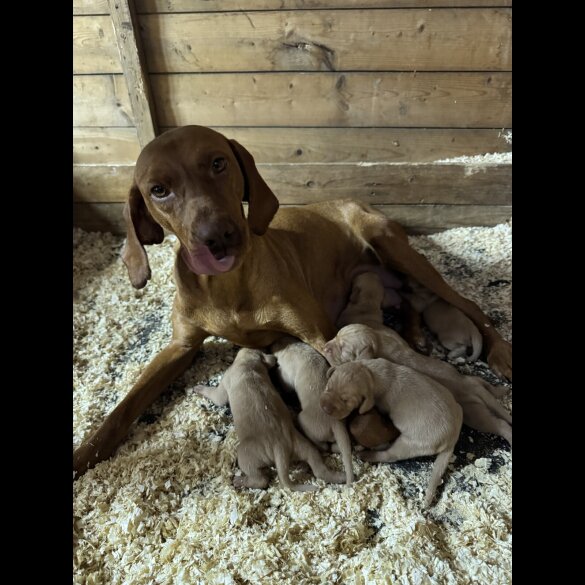 Hungarian Vizsla - Both