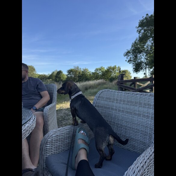 Hungarian Vizsla - Both