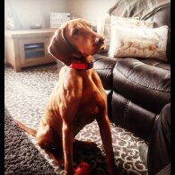 Hungarian Vizsla - Both