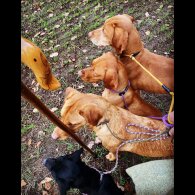 Hungarian Vizsla - Both
