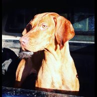 Hungarian Vizsla - Both