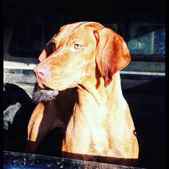 Hungarian Vizsla - Both