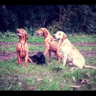 Hungarian Vizsla - Both