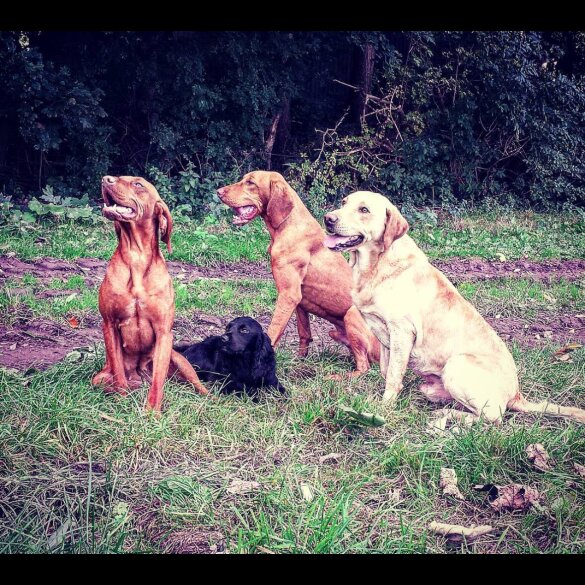 Hungarian Vizsla - Both