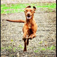 Hungarian Vizsla - Both