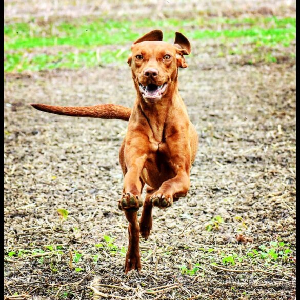 Hungarian Vizsla - Both