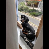 Dachshund (Standard &amp; Miniature)
