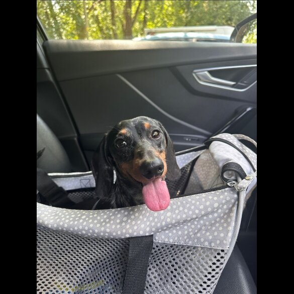 Dachshund (Standard &amp; Miniature)