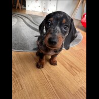 Dachshund (Standard &amp; Miniature)