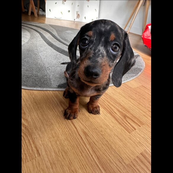 Dachshund (Standard &amp; Miniature)