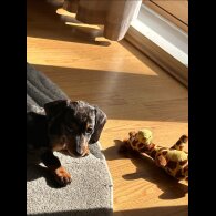 Dachshund (Standard &amp; Miniature)